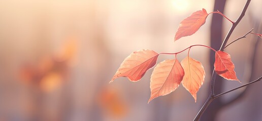 Wall Mural - close up orange leaves branch with sunlight and bokeh, peaceful Autumn and fall season foliage wallpaper background, Generative Ai