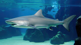 Fototapeta Do akwarium - Big shark in aquarium