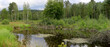 Birkenwald mit kleinem Teich, Panorama, Bayern, Deutschland, Europa  