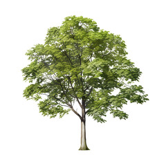 natural tree isolated on transparent background