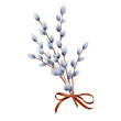 Watercolor fluffy willow branches set isolated on a white background. Hand painted realistic graphic spring sketch illustration. 