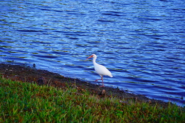 Wall Mural - A Florida community pond in winter