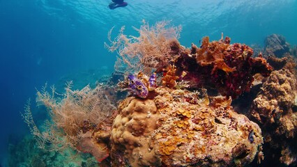 Sticker - Coral reef in the West Papua, Raja Ampat, Indonesia