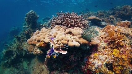 Wall Mural - Coral reef in the West Papua, Raja Ampat, Indonesia