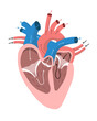 Anatomy of the heart with directions of blood flow. Internal structure of human organ coloured diagram for education and science. Vector illustration
