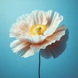 Fototapeta Kwiaty - white dahlia flower
