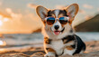 Cute puppy of a beautiful corgi in a sunglasses on beach at the sunset. 