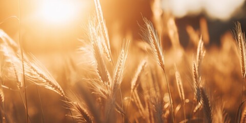 Poster - A picture of a field of tall grass with the sun shining in the background. Suitable for nature or landscape themes
