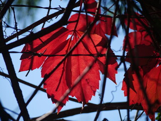 red autumn leaves