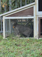 cathouse with kitten inside sitting outdoor on grass day dreaming