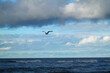 Mewa lecąca nad morzem.