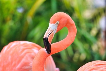 Canvas Print - Costa Maya, Mexico