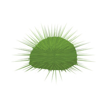Lytechinus Semituberculatus - Green Sea Urchin, In Lateral View - Side View, In A Flat Nordic Style Vector Illustration. Isolated On White Background