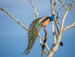 Yala Nationalpark, Sri Lanka: Ein blauer Pfau auf einem Baum