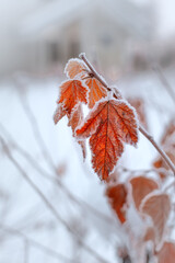 Wall Mural -  Winter wonderland, frozen winter scene,  Autumn yellow leaf on a branch in frost. Morning frost, late autumn, first frosts