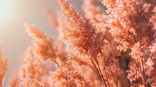 Peach Fuzz Pantone's 2024 Color Of The Year Beautiful Background Fashion Style