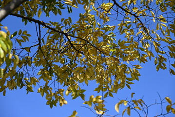 Wall Mural - Chinese hackberry ( Celtis sinensis ) yellow leaves.
Cannabaceae deciduous tree. Seasonal background material.
