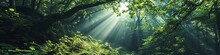 Sunlight Filtering Through A Dense Forest Canopy, Illuminating The Untouched Beauty Of A Protected Woodland Area.
