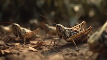 A Pair Of Grasshoppers In The Wild Forest