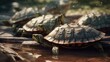 A group of turtles in the wild forest near the river seen up close