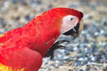 Canvas Print - Roatan, Honduras