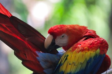 Poster - Roatan, Honduras