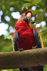 Canvas Print - Roatan, Honduras