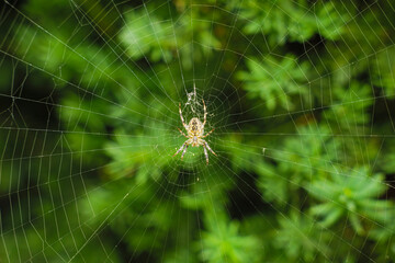 A spider on its web