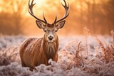 Fototapeta Zwierzęta - Beautiful red deer stag in frosty winter landscape at sunrise, Red Deer Cervus elaphus in Winter at Sunrise, AI Generated