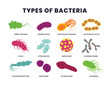 © Yumagema - Set of different types of bacteria, Bacteria and virus microbes icons, Color germs, biology microorganism types. Illness or disease microscopic cells and infection, Pathogenic bacteria.