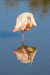 Canvas Print - La Camargue, Marseilles, France