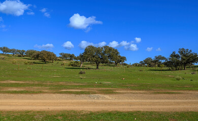 Canvas Print - A light reddish dirt road crosses a green field in the Extremaduran pasture, with trees, holm oaks, and cork oaks scattered around. The sky is blue with some white clouds.