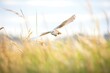 barn owl skimming over tall grass in open field