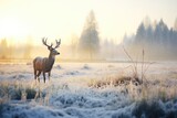 Fototapeta  - frost-covered elk in a snowy meadow at dawn