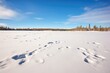 snowshoe prints across an untouched snowfield