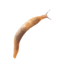 Wall Mural - Close up of a slug isolated on a white background. Macro