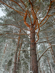 Sticker - Pine trees in the snow in winter