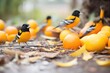 group of orioles pecking at fallen oranges on the ground