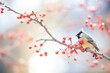 bokeh background with waxwing eating bright berry