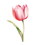 Fototapeta Tulipany - Watercolor illustration of a tulip flower isolated on background. PNG transparent background.