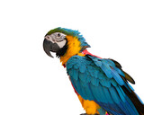 Fototapeta  - blue and gold macaw isolated on white background. This has clipping path.	