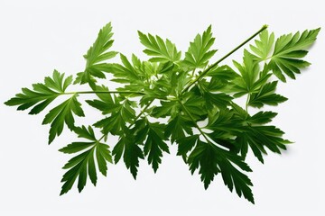 Aufkleber - A close-up view of green leaves on a plant. Perfect for nature-themed designs and projects