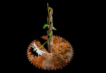 Composition with old rusty circular saw blade and white chamomile