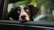 Dog with head out of a car window