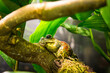 Masked tree frog.