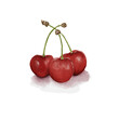 3 Red Cherries Watercolor Painting With Transparent Background. Fruit Healthy Food.