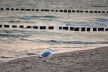 Seagull Standing On The Beach Of The Baltic Sea. Groynes Reaching Into The Sea
