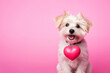 Cute Westie dog with a heart on pink background, fun love and Valentine's day greeting card