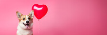Cute Corgi Dog With A Heart Shaped Balloon On Pink Panoramic Background, Fun Love And Valentine's Day Web Banner
