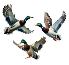 A Set Of Mallards Flying On A Transparent Background